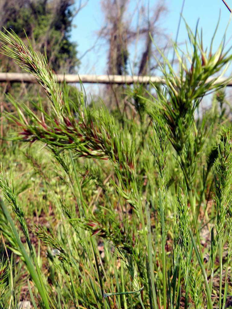 Poa bulbosa, forma vivipara.